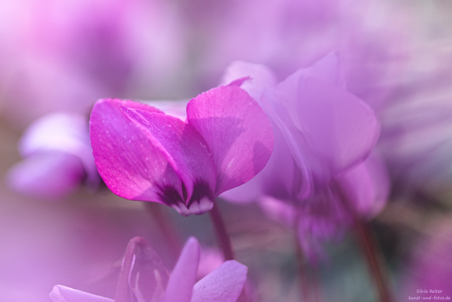 Alpenveilchen 02.2026