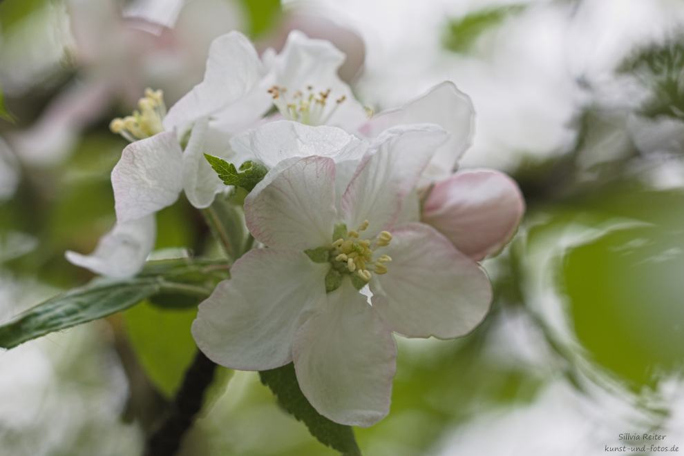 Apfelblüte im Allacher Wald, 04.2024