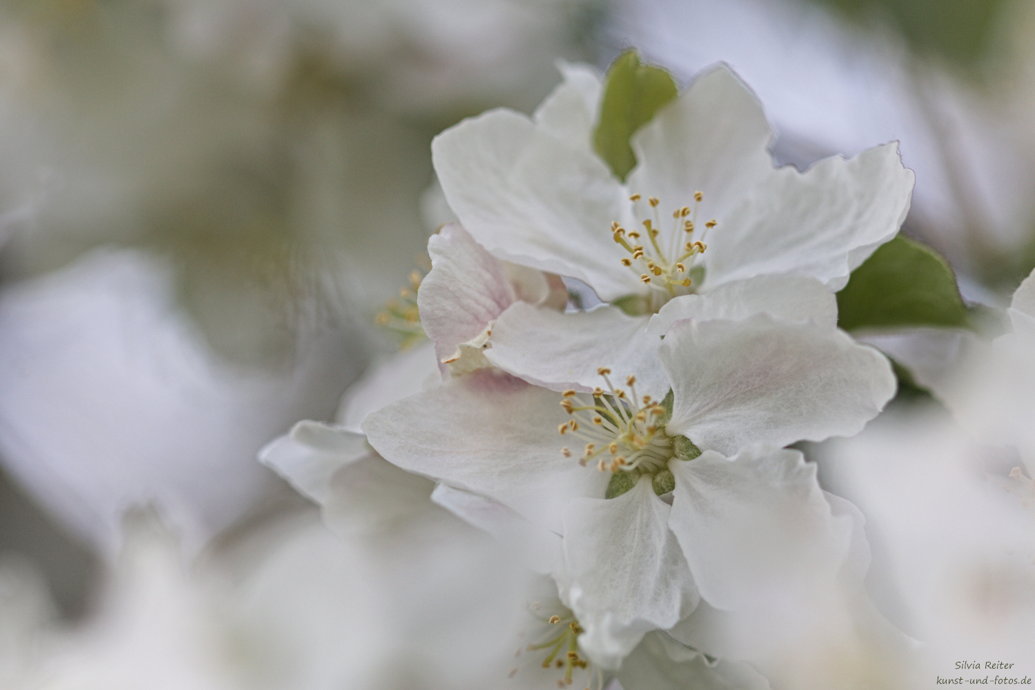 Apfelbl&uuml;ten 04.2026