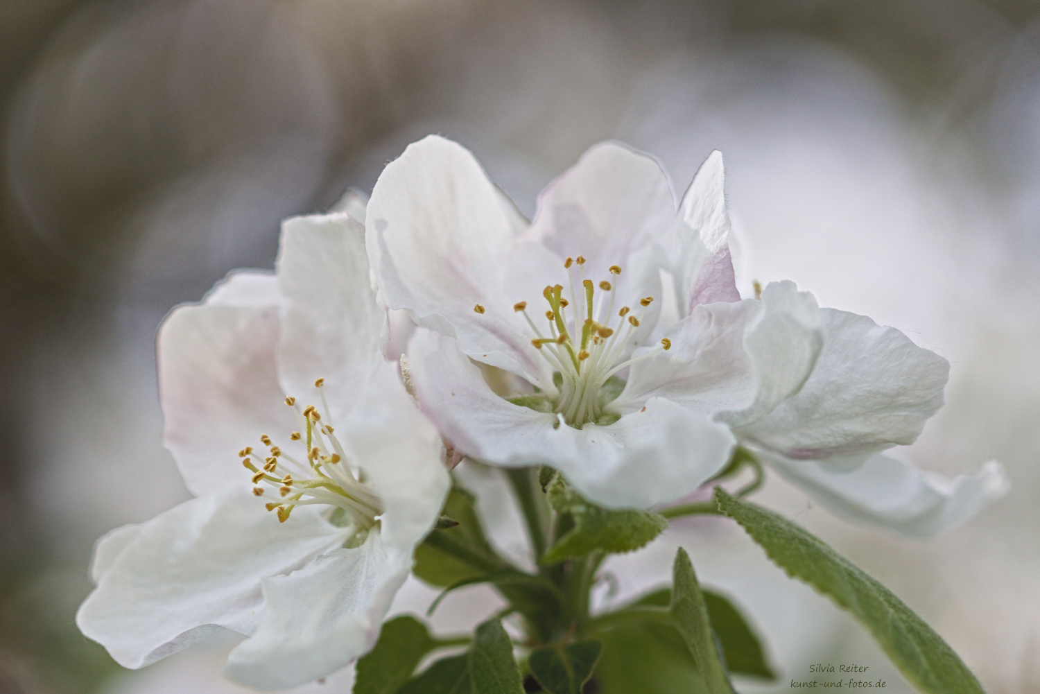 Apfelbl&uuml;ten 04.2026