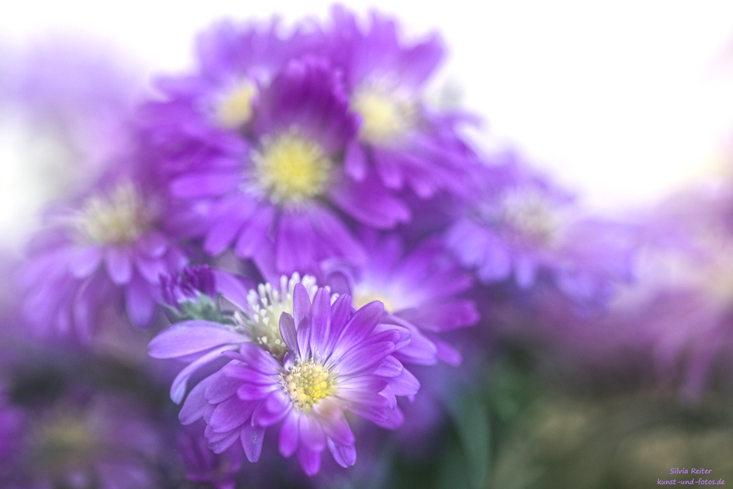 Astern (Doppelbelichtung) 09.2025