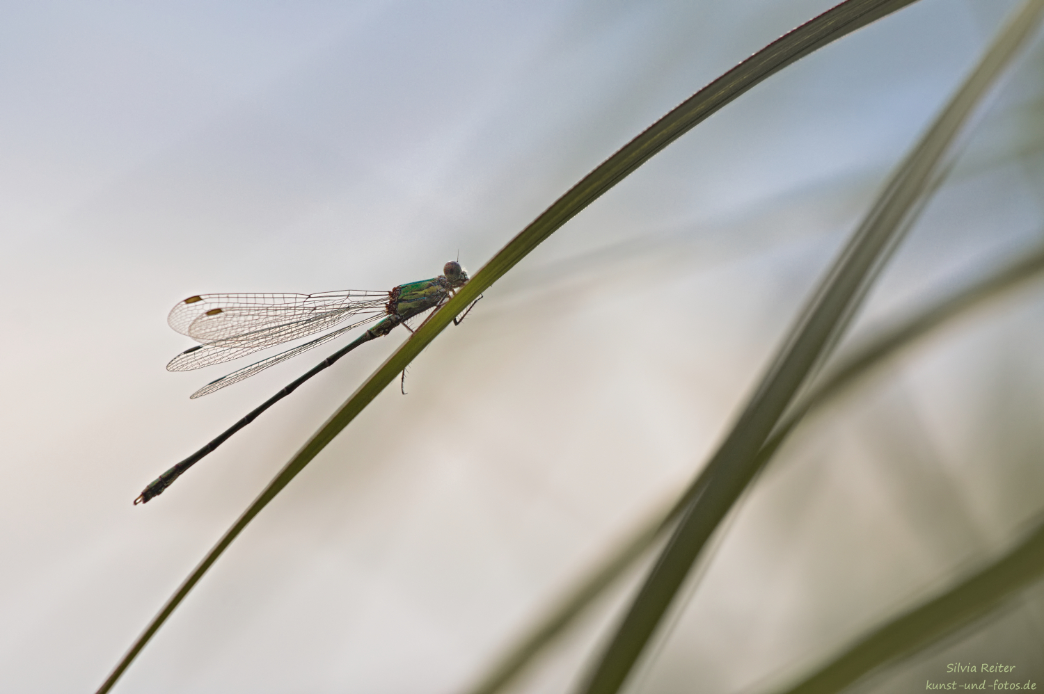 Binsenjungfer 09.2025