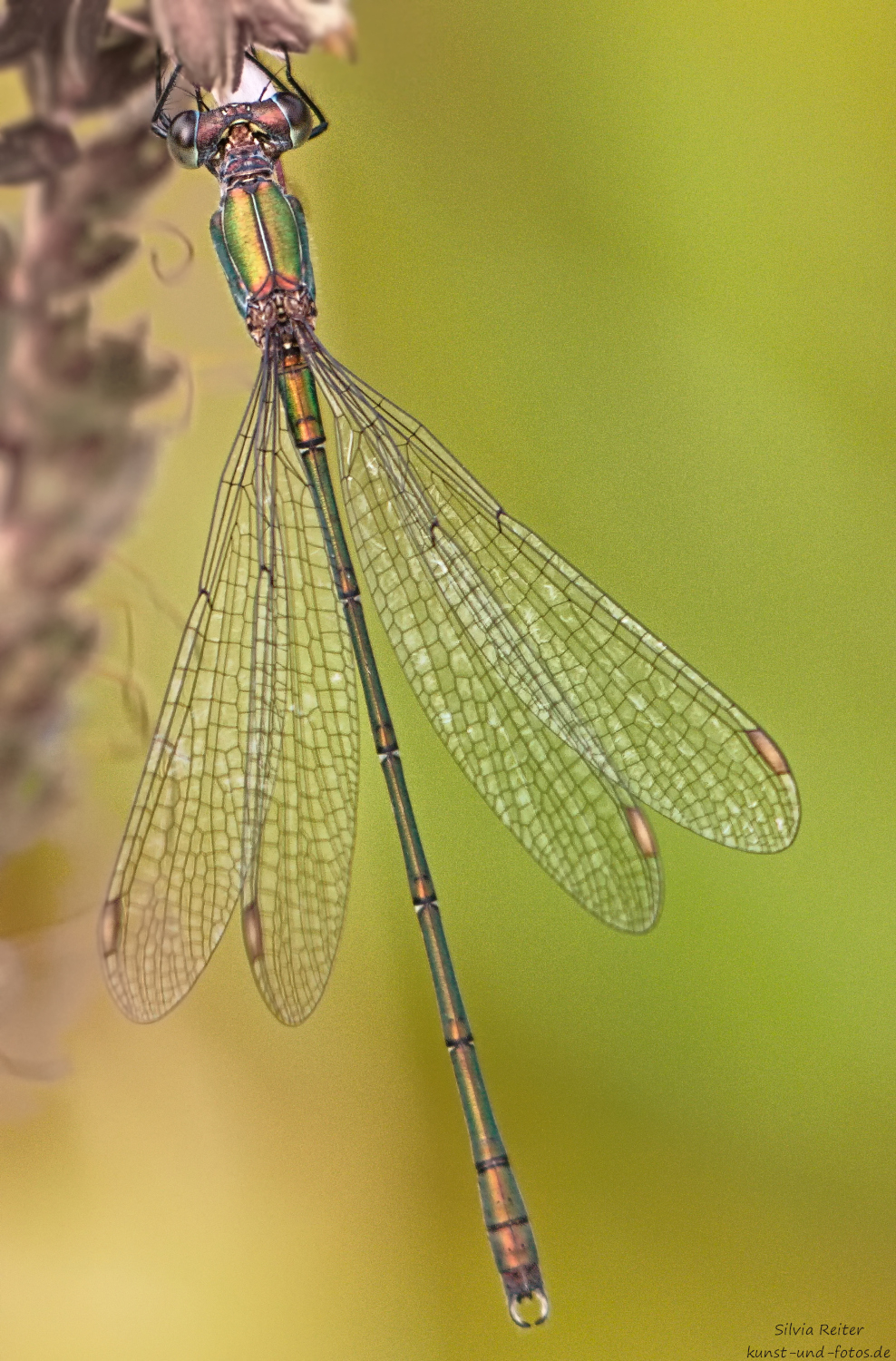 Binsenjungfer 09.2025