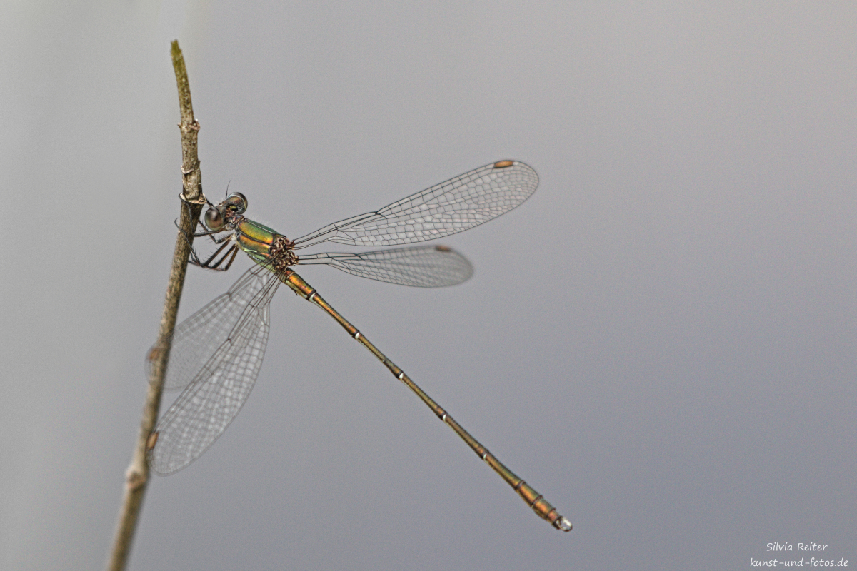 Binsenjungfer 09.2025