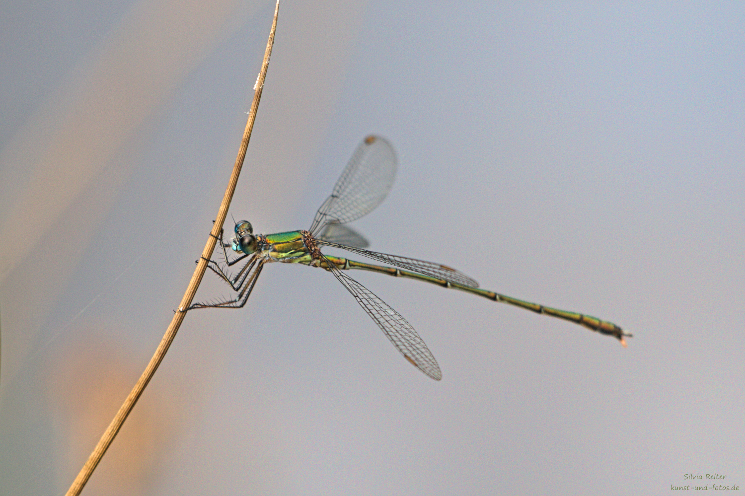 Binsenjungfer 09.2025