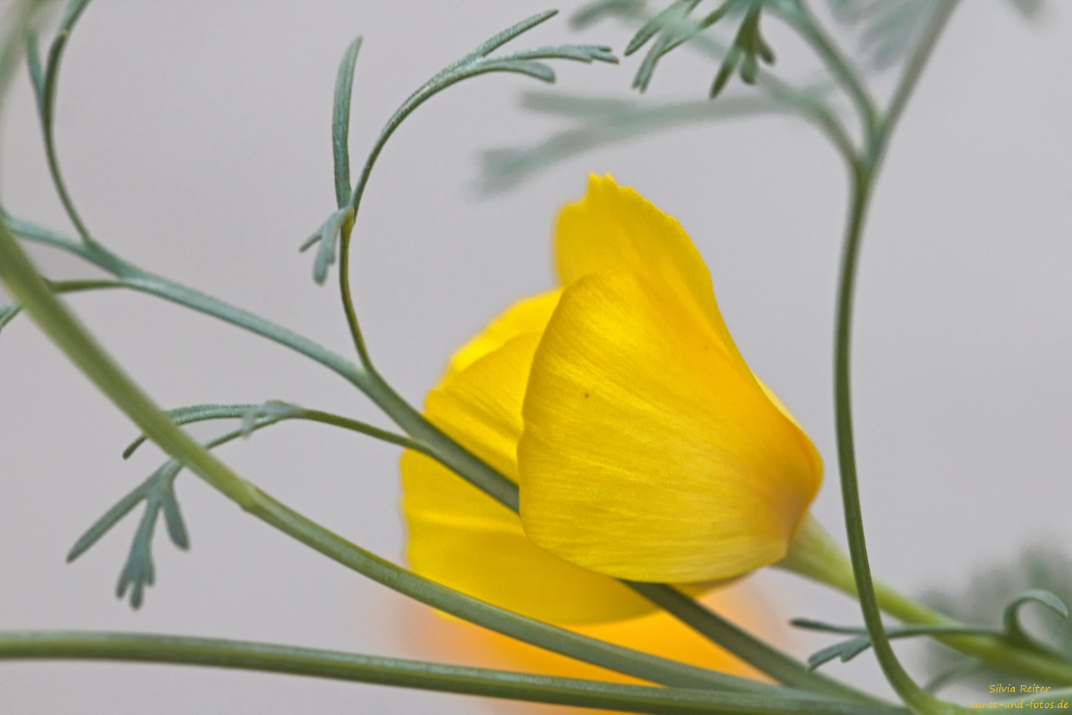 Bl&uuml;te 07.2026