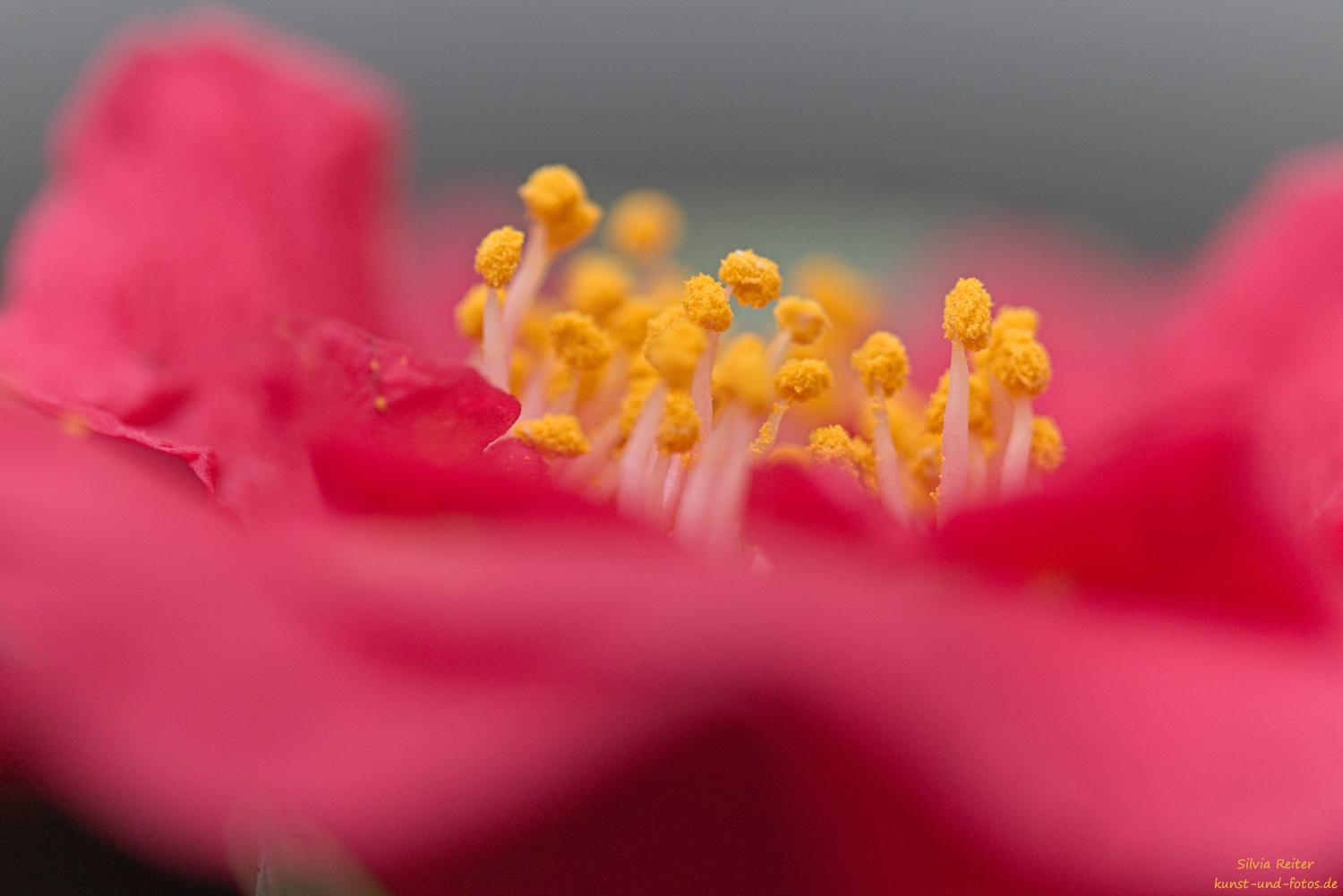 Kamelienbl&uuml;te 02.2026