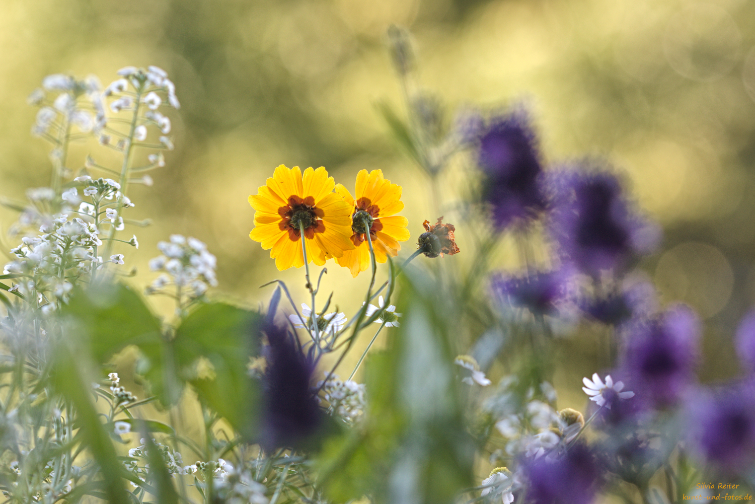Blumen 07.2026