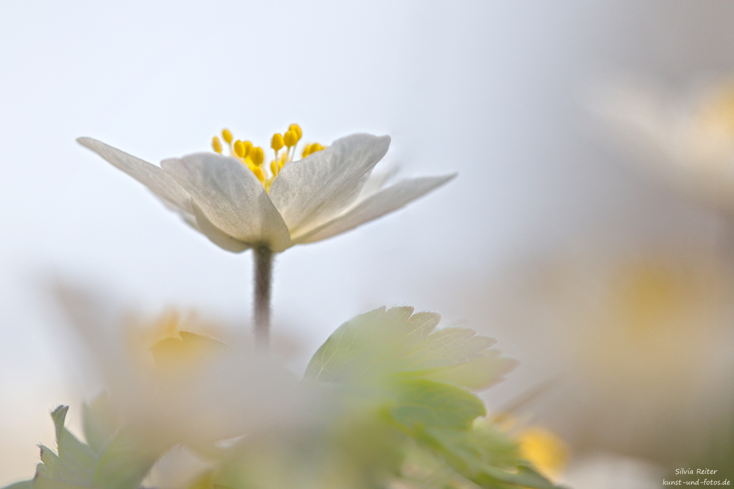 Buschwindr&ouml;schen 04.2026