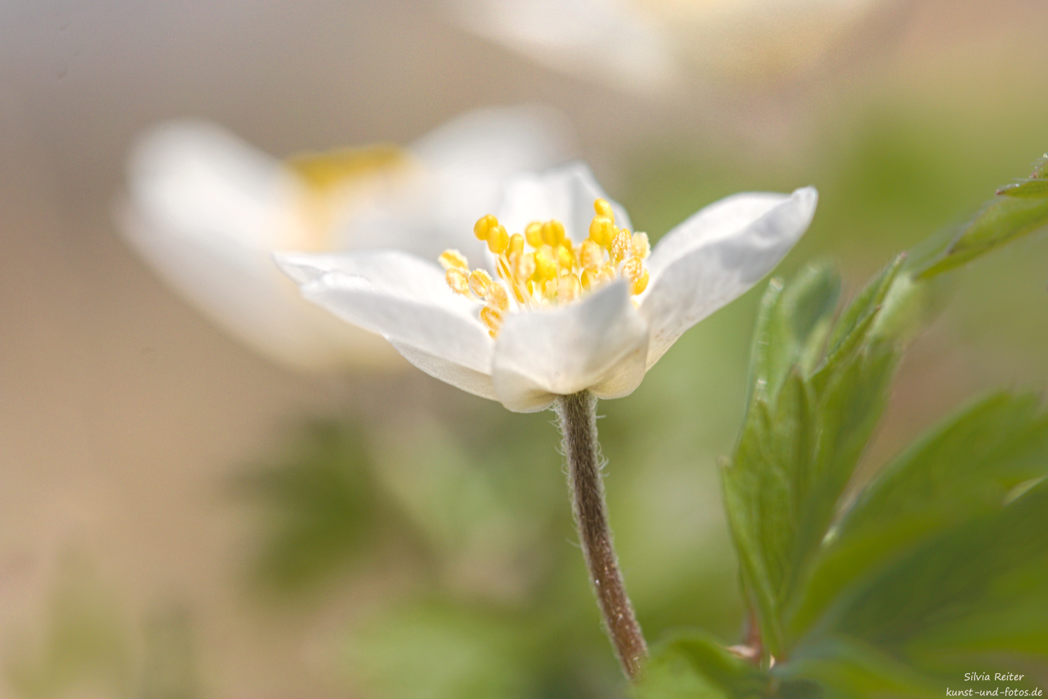 Buschwindr&ouml;schen 04.2026