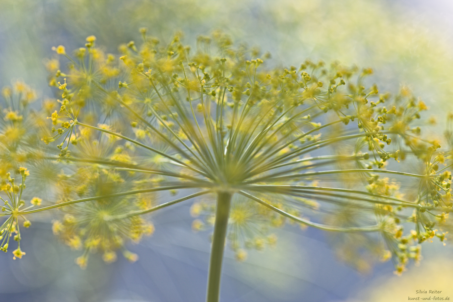 Dill 04.2026