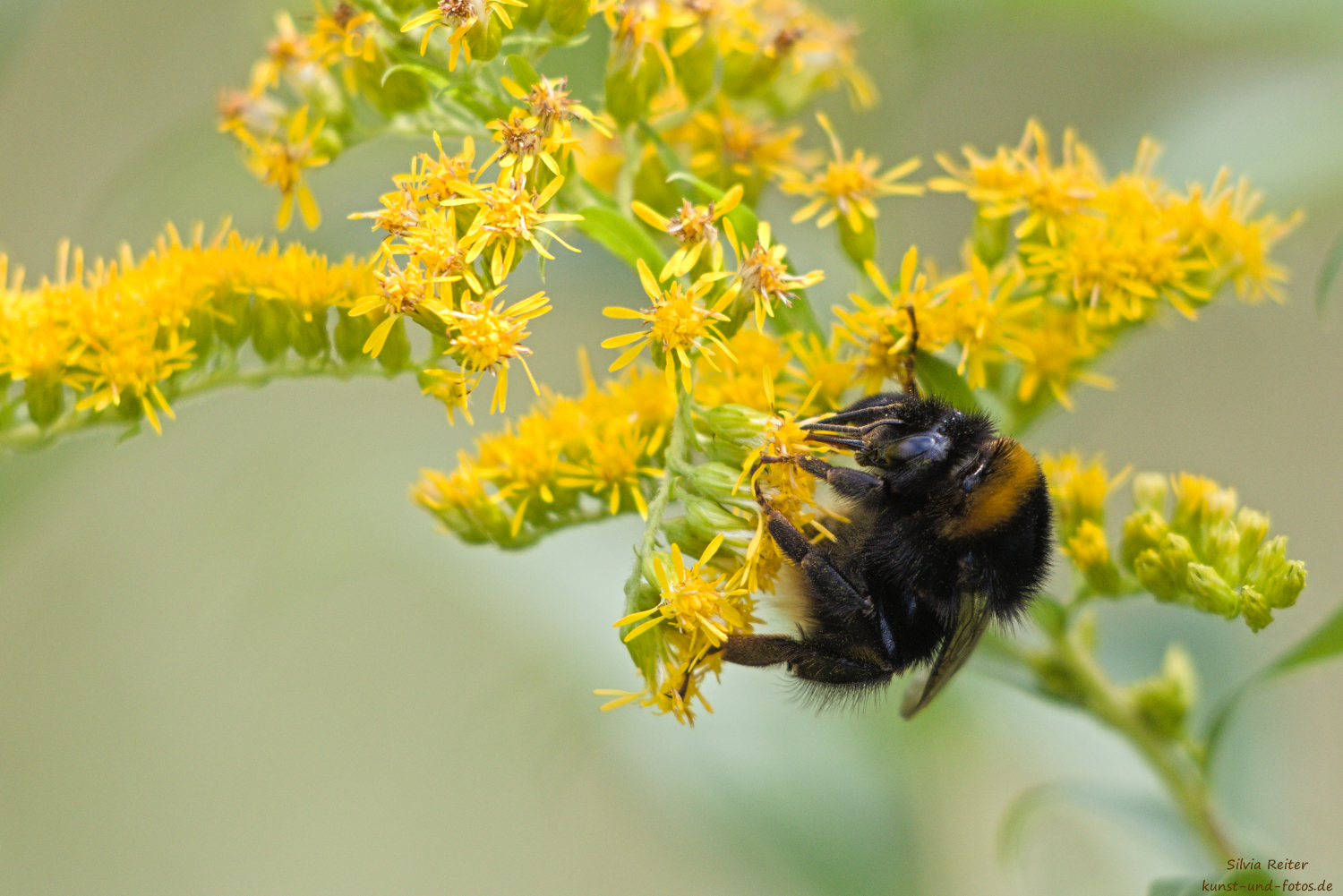 Erdhummel 08.2026