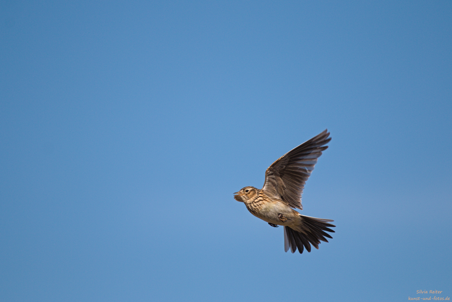 Feldlerche, Salzwiesen an der Nordsee 03.2026