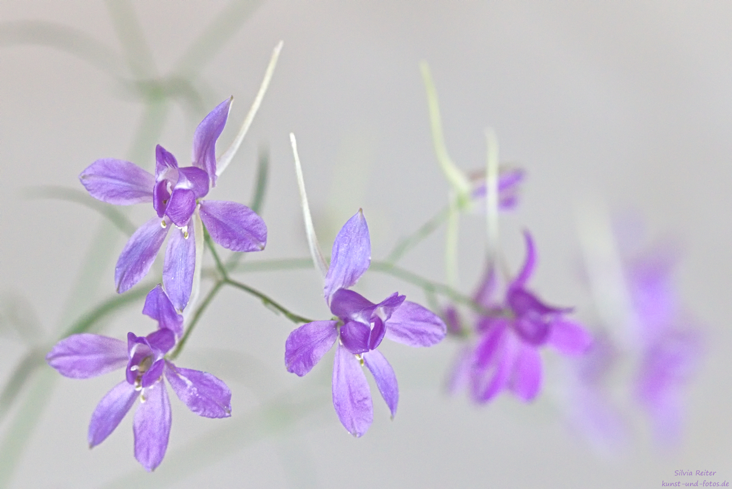 Feld-Rittersporn 05.2026