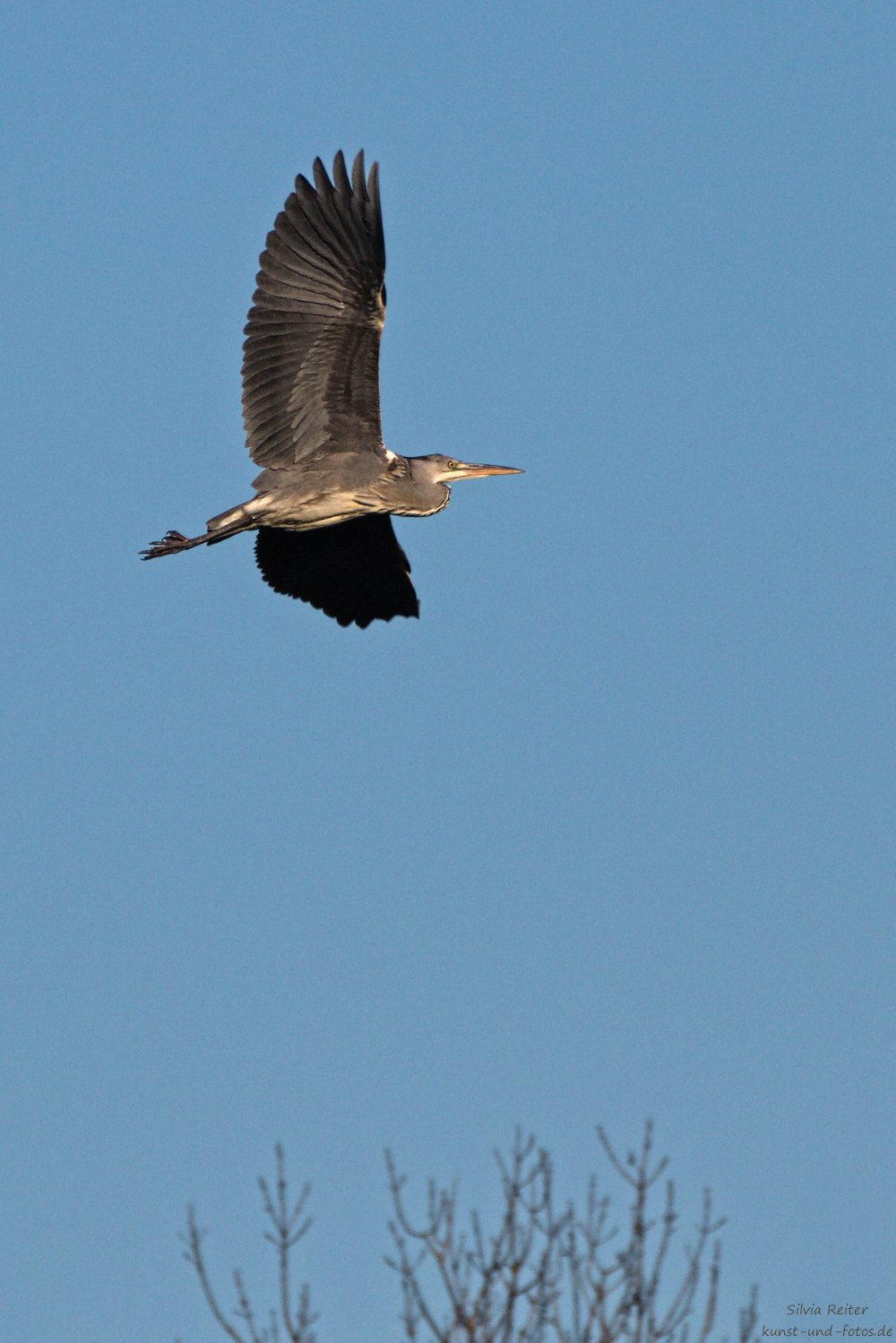 Graureiher im Flug 11.2025