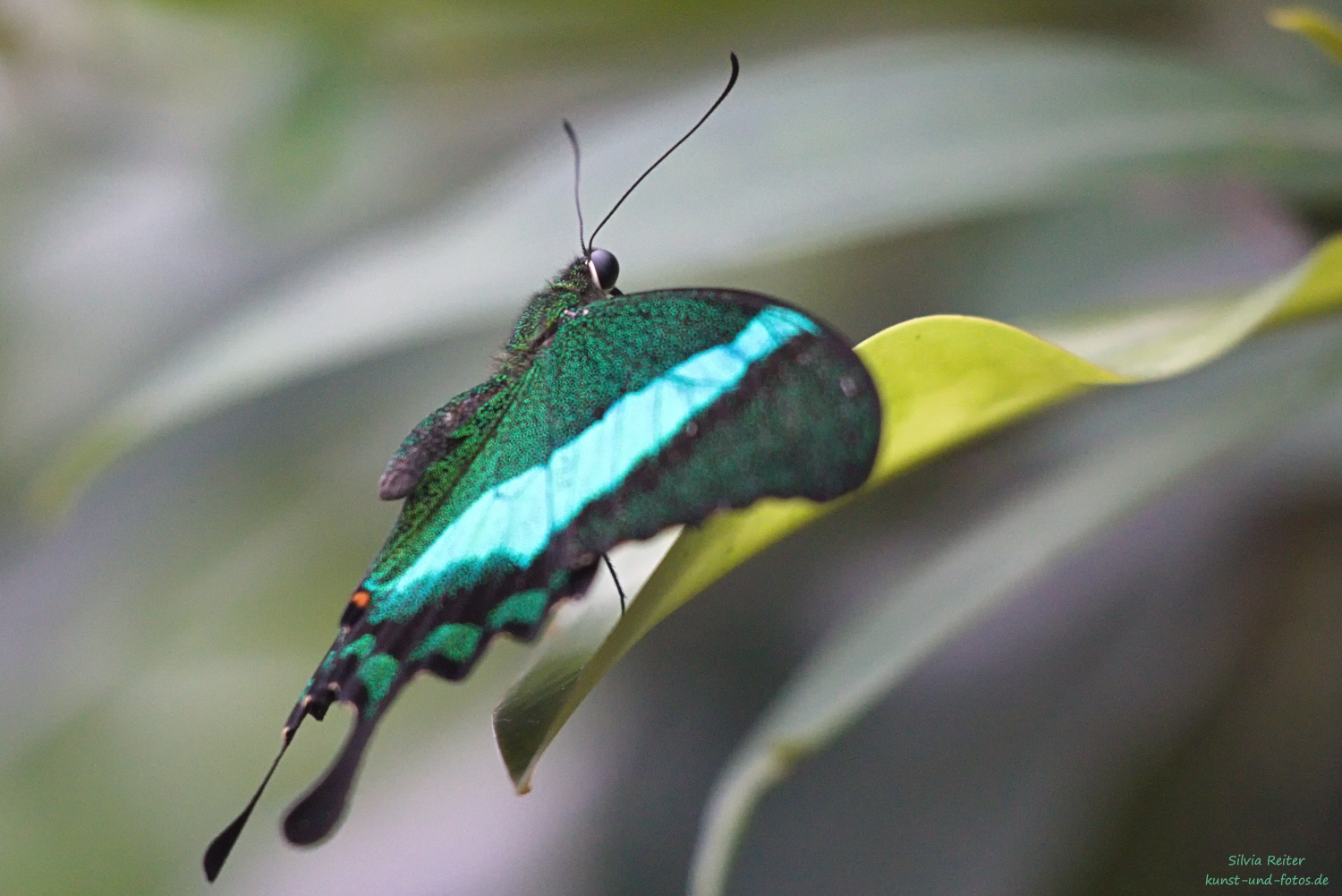 Gr&uuml;ngestreifter Schwalbenschwanz 02.2026