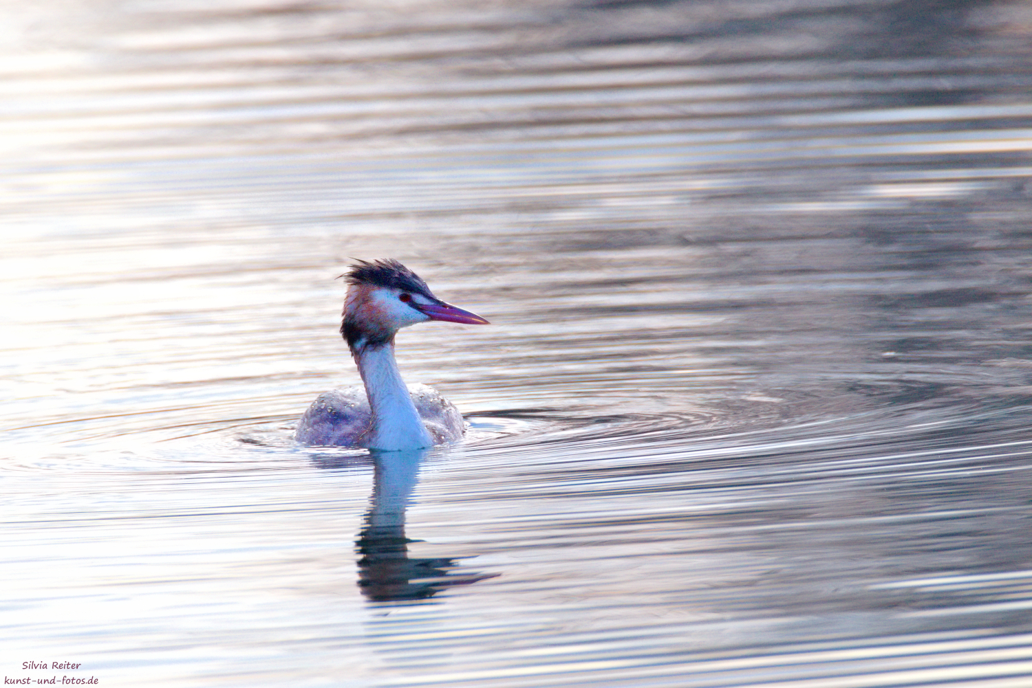 Haubentaucher am Waldschwaigsee 02.2026