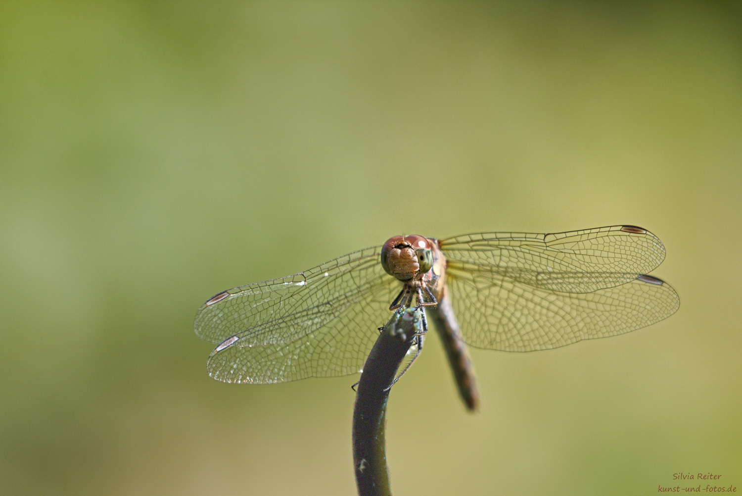 grosse Heidelibelle 09.2025