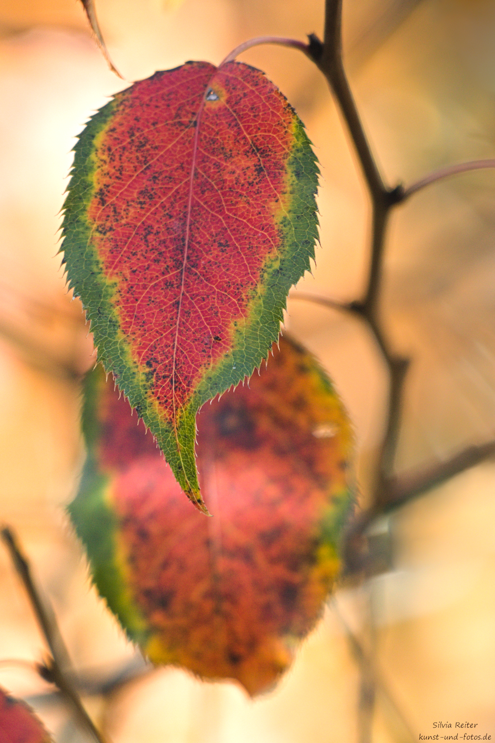 es wird Herbst 09.2026
