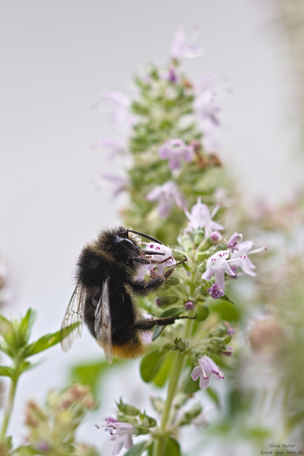 Hummel 07.2026