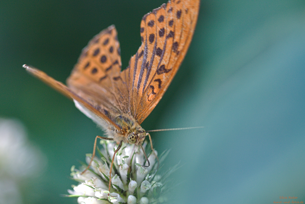 Kaisermantel 08.2025