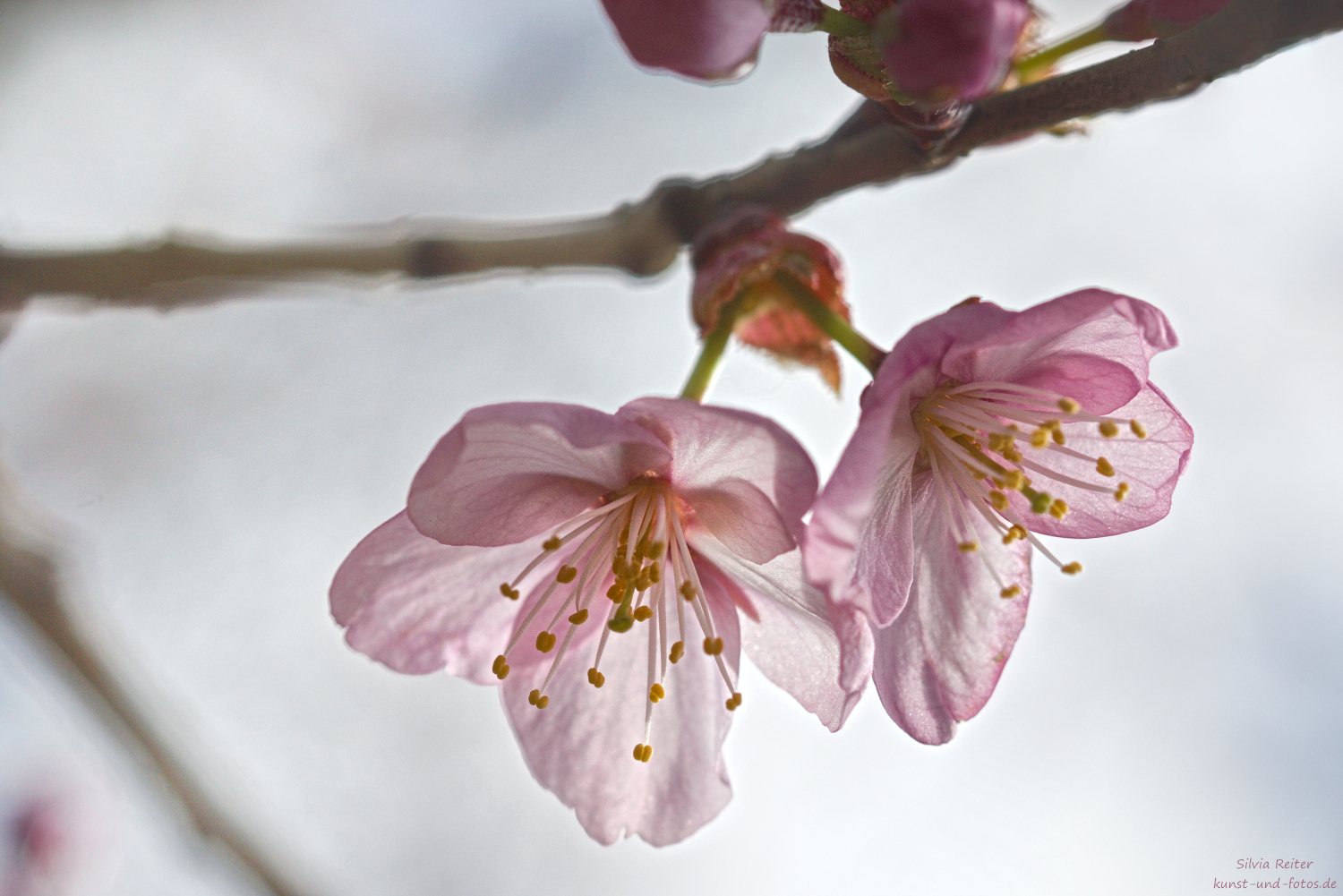 Kirschbl&uuml;ten 04.2026