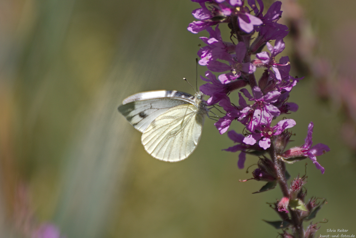 Kohlweissling 08.2025