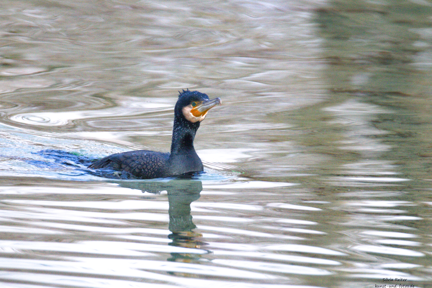 Kormoran am Waldschwaigsee 02.2026