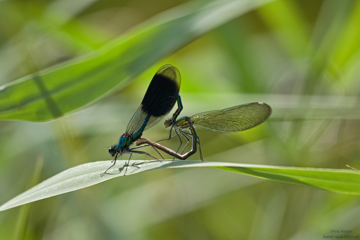 Prachtlibellen-Paar 08.2025