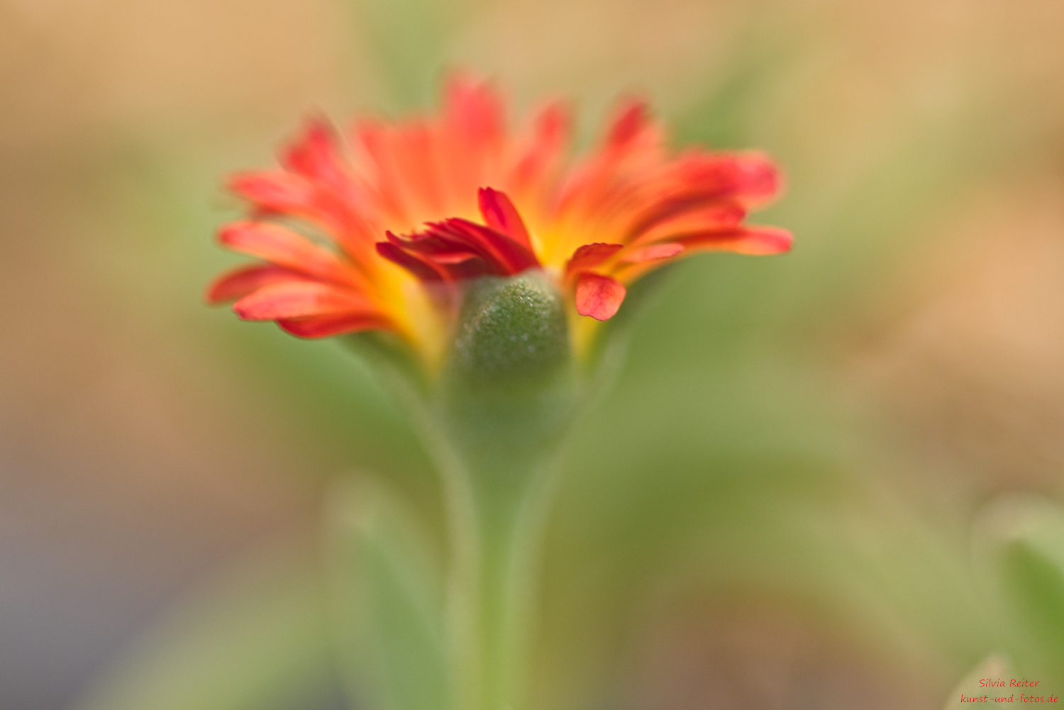 Mittagsblume 03.2026