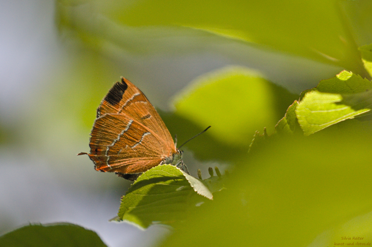 Nierenfleck-Zipfelfalter 08.2025