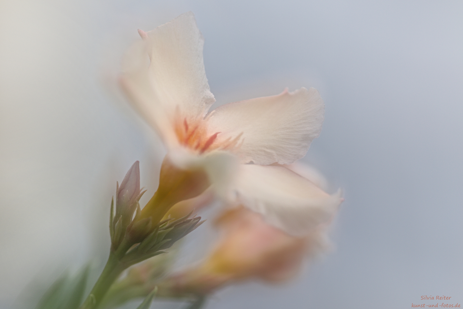 Oleanderblüte (Doppelbelichtung) 09.2025