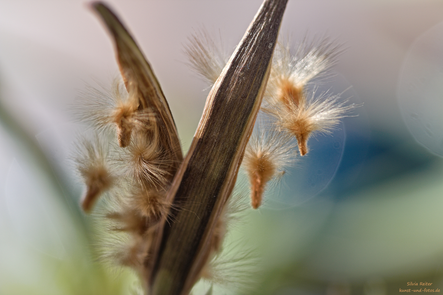Oleander, Fruchtstand 03.2026
