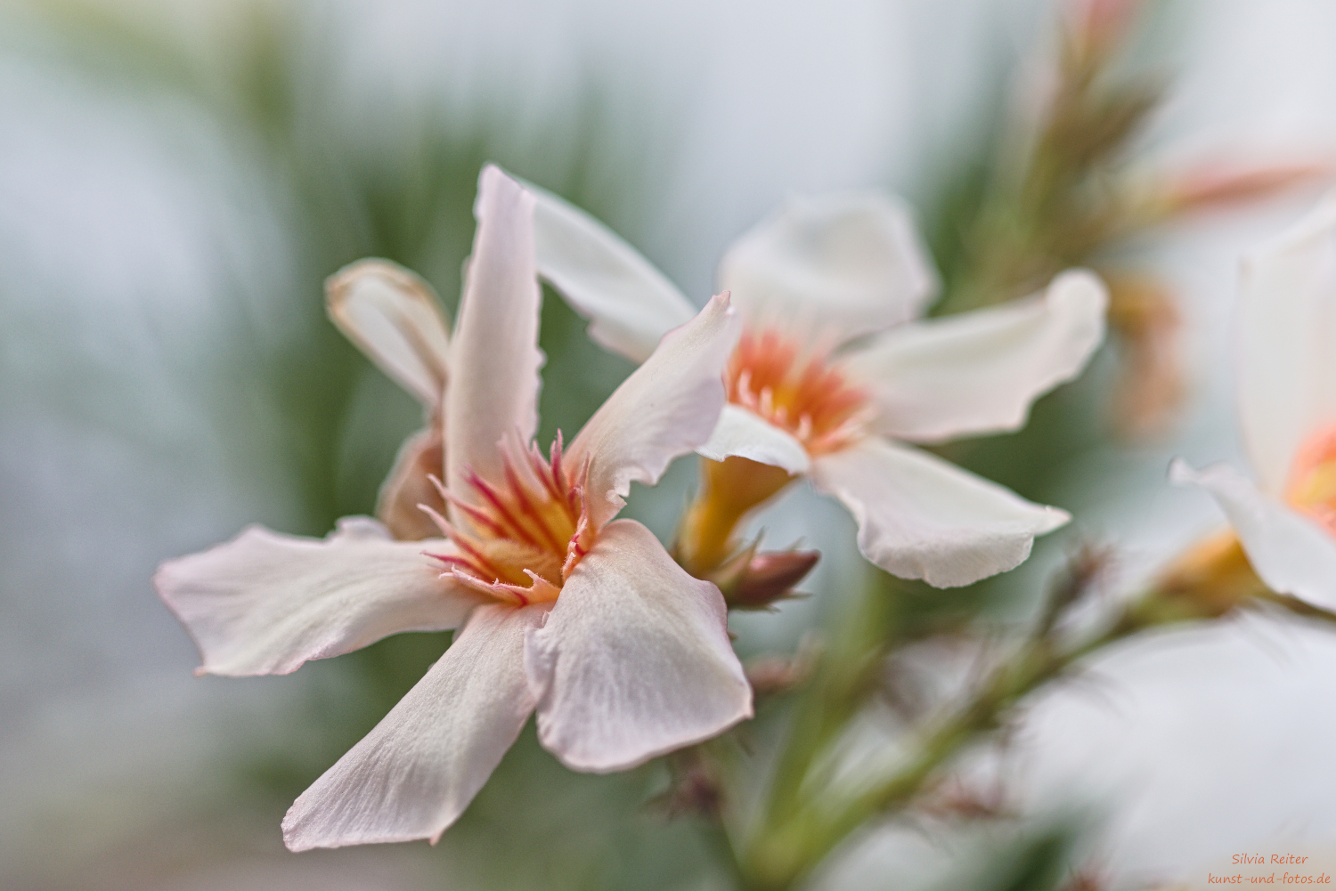 Oleander 05.2026