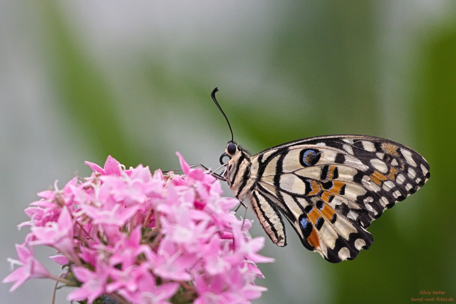 Papilio_demoleus 02.2026