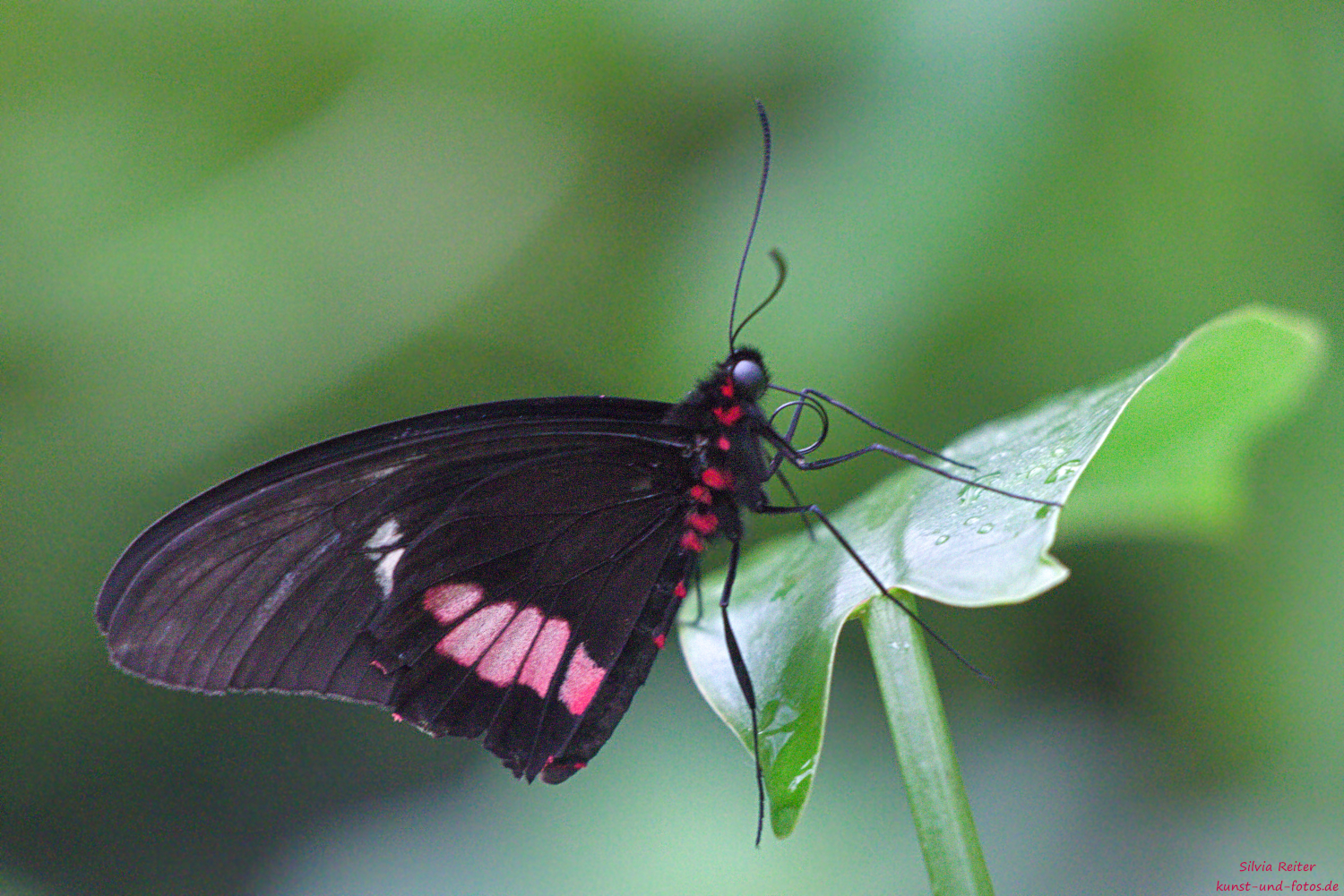 Parides Eurimedes 02.2026