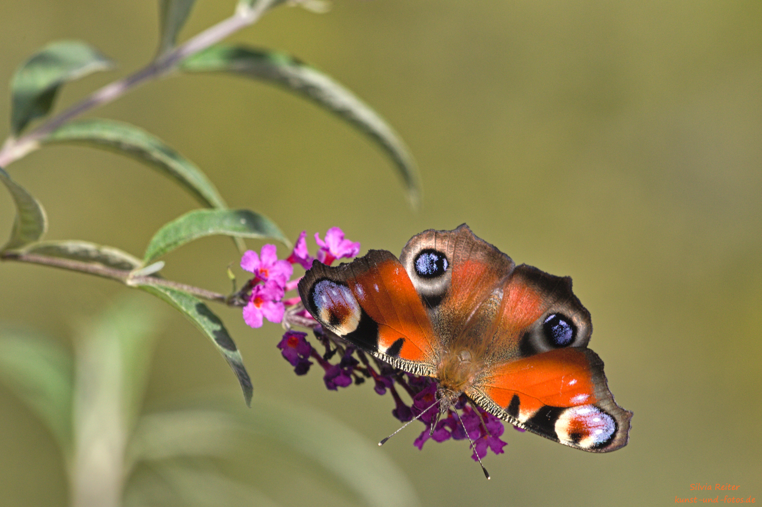 Besuch auf Balkon 09.2025