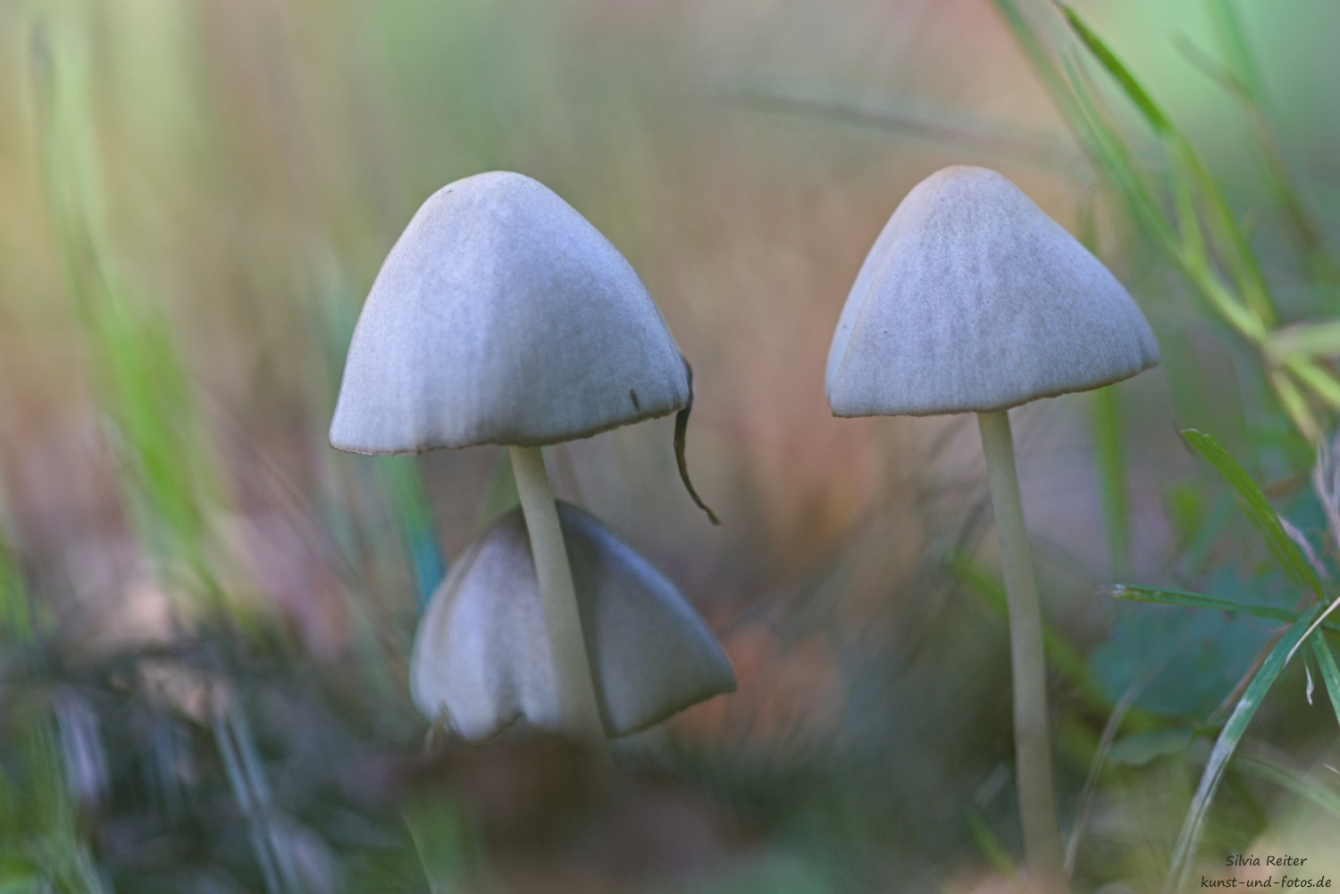 Pilze beim W&uuml;rmkanal 09.2026