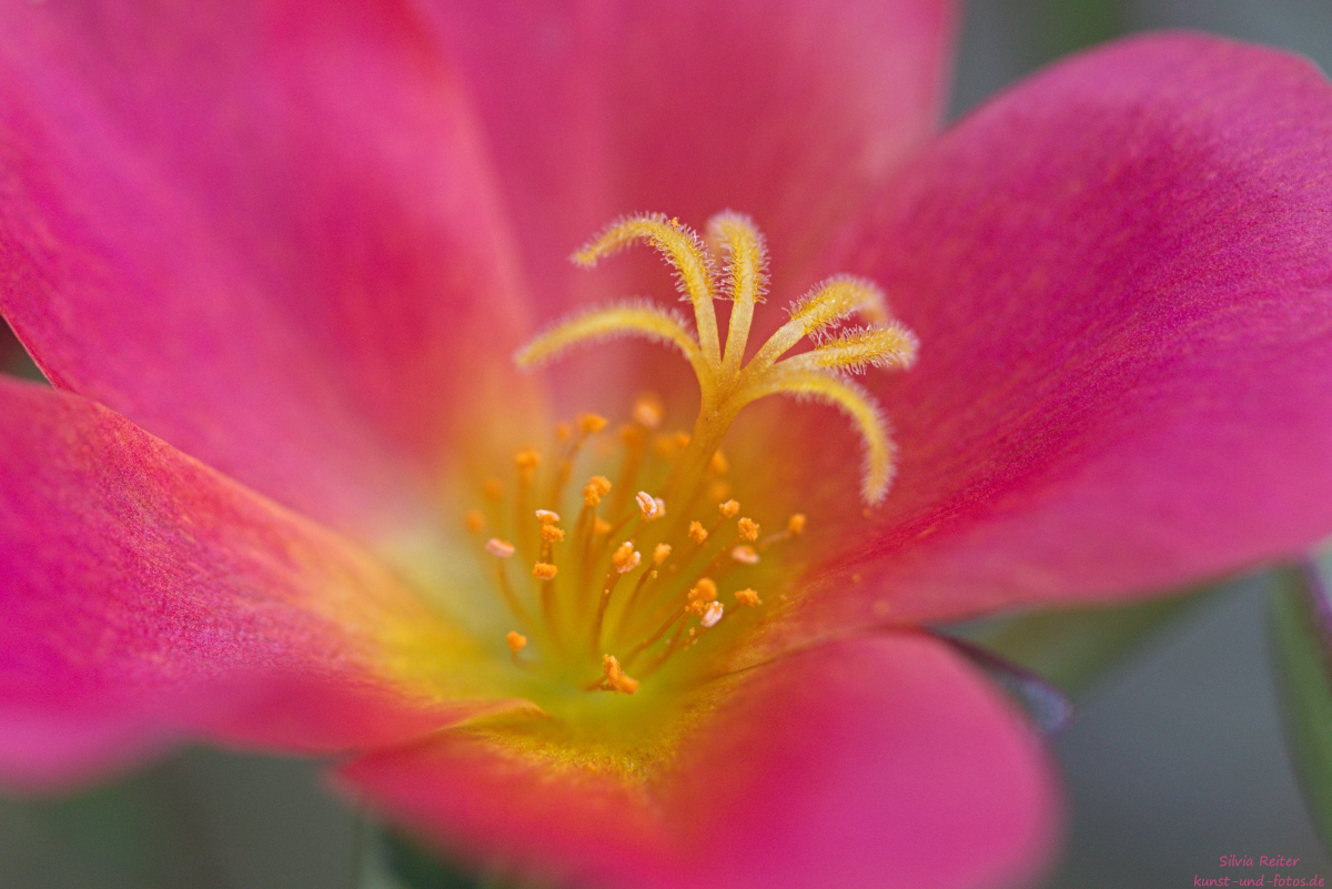 Portulakröschen 08.2025