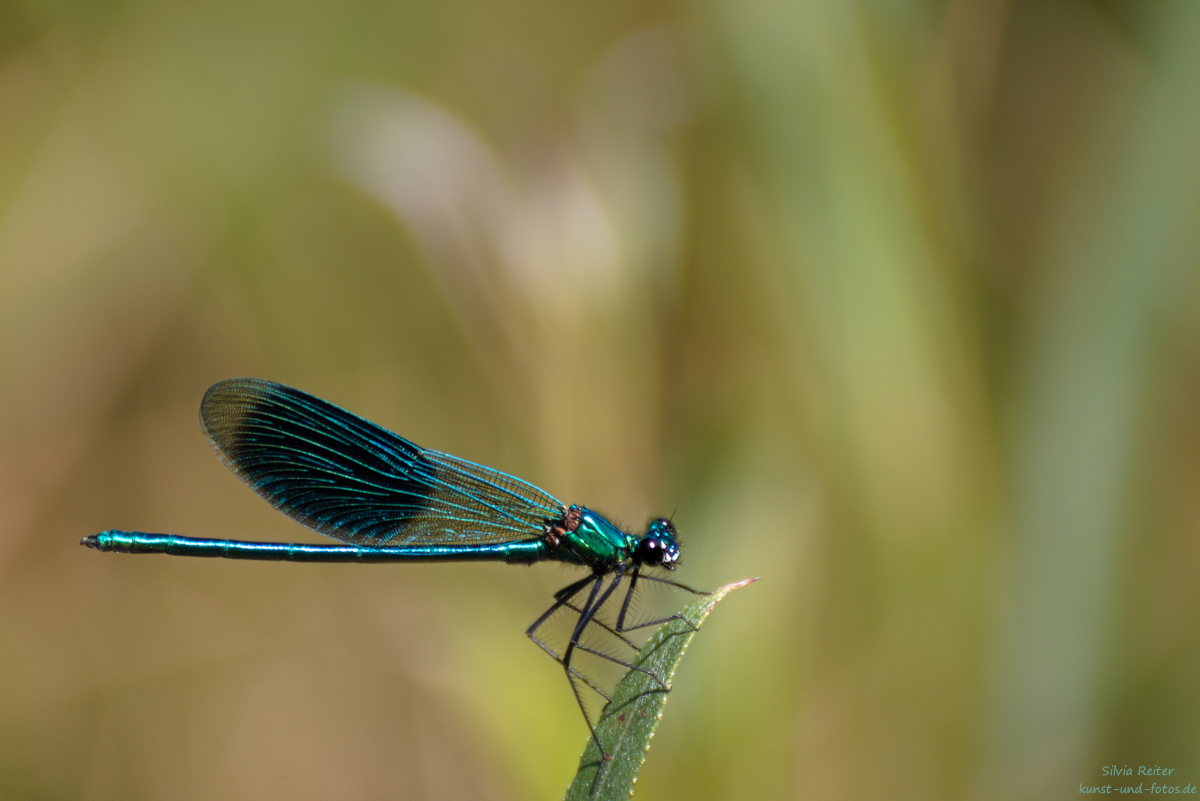 gebänderte Prachtlibelle 08.2025