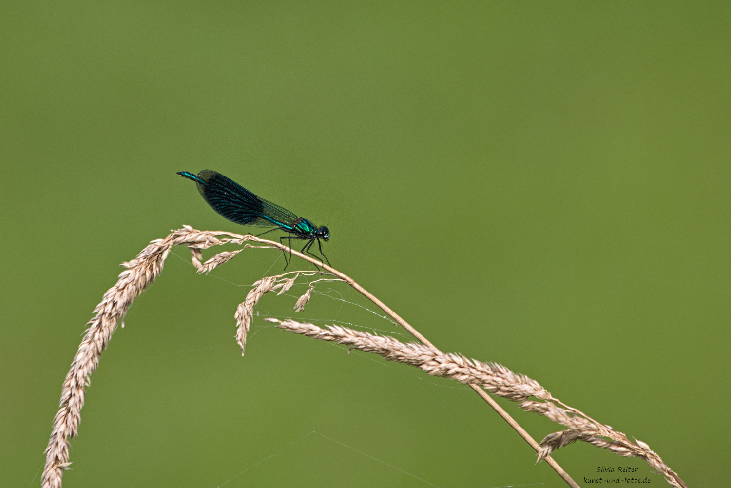 Prachtlibelle männl. 09.2025