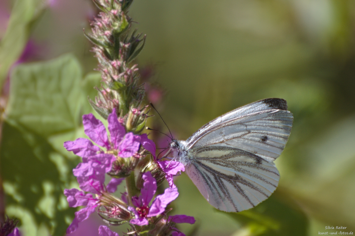 Rapsweissling 08.2025