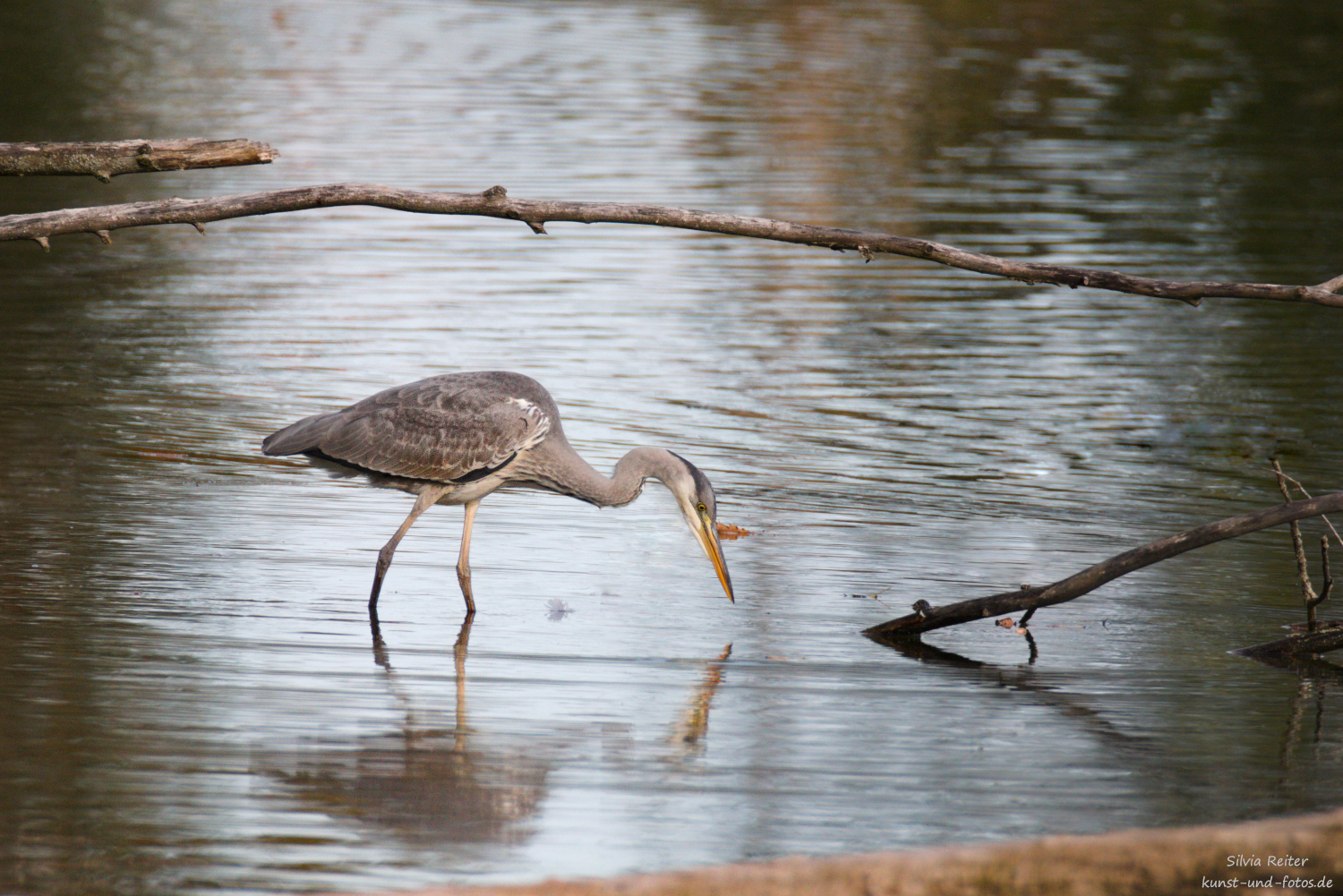 Reiher, Eichinger Weiher 10.2026