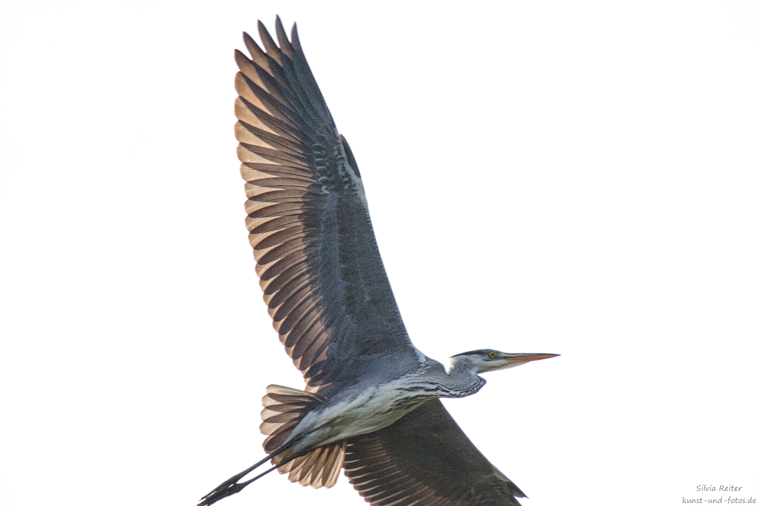 Reiher, Eichinger Weiher 10.2026