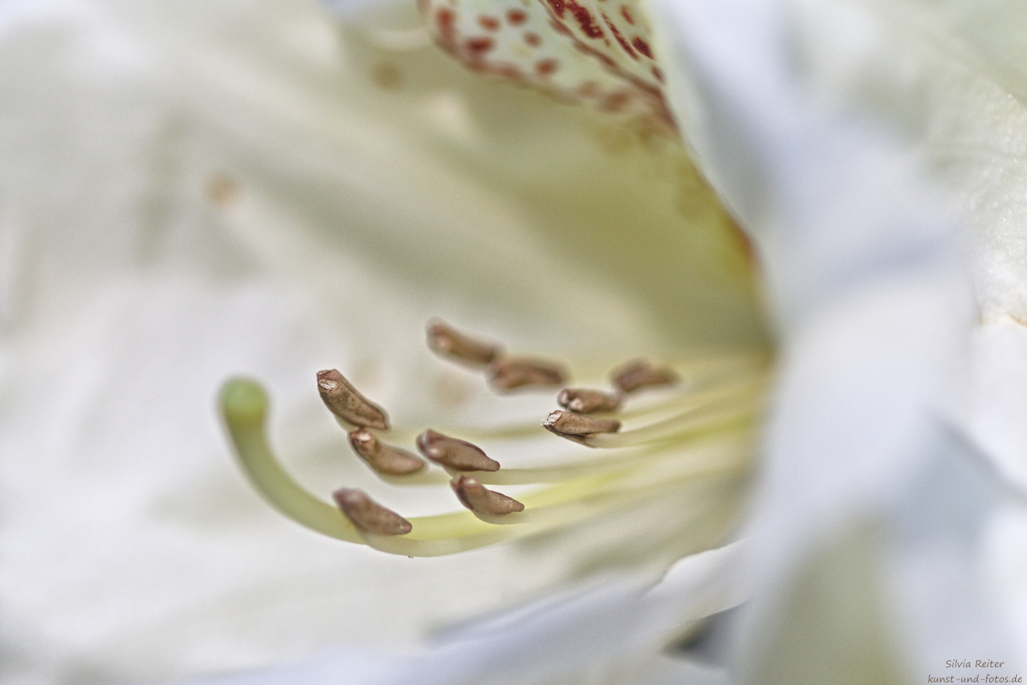 Rhododendron 05.2026