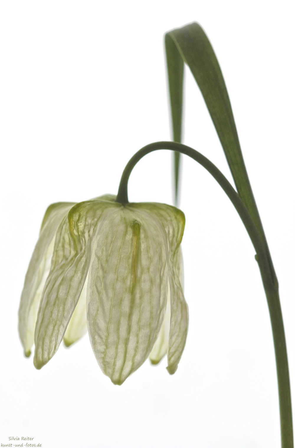 Schachbrett 04.2026