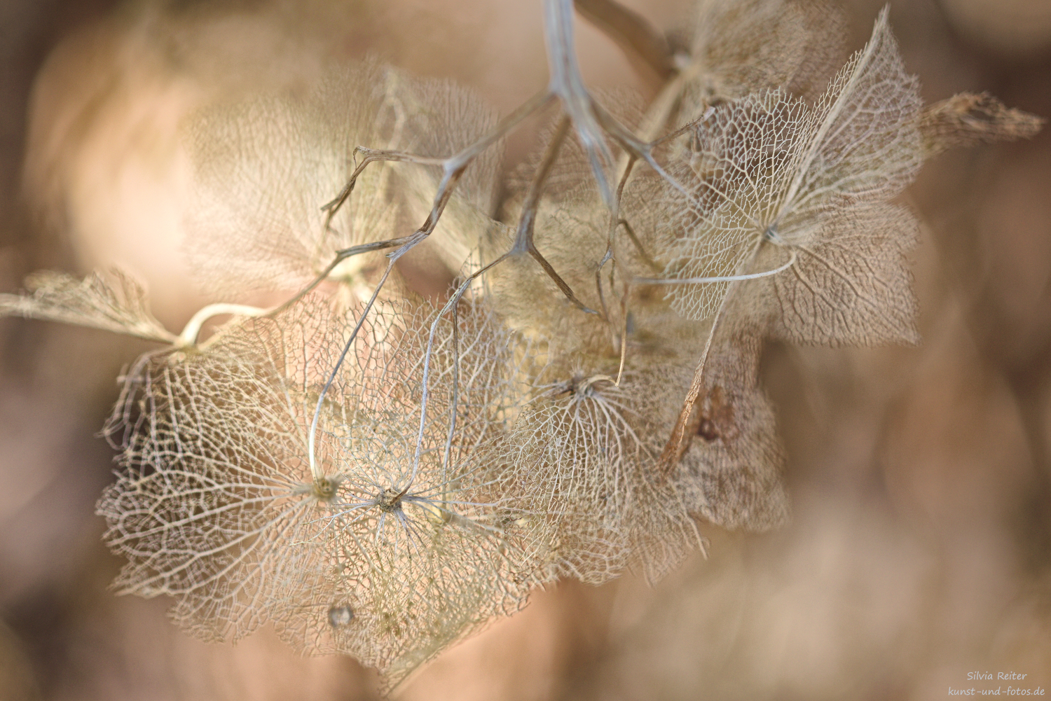 verbl&uuml;hter Schneeball 02.2026