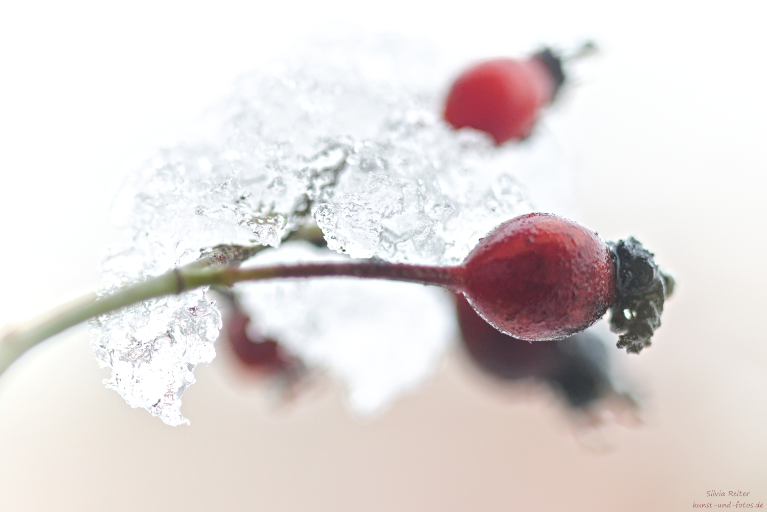 Hagebutte mit Schnee 02.2026