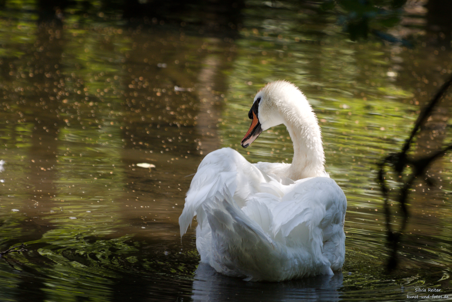 Schwan 07.2026