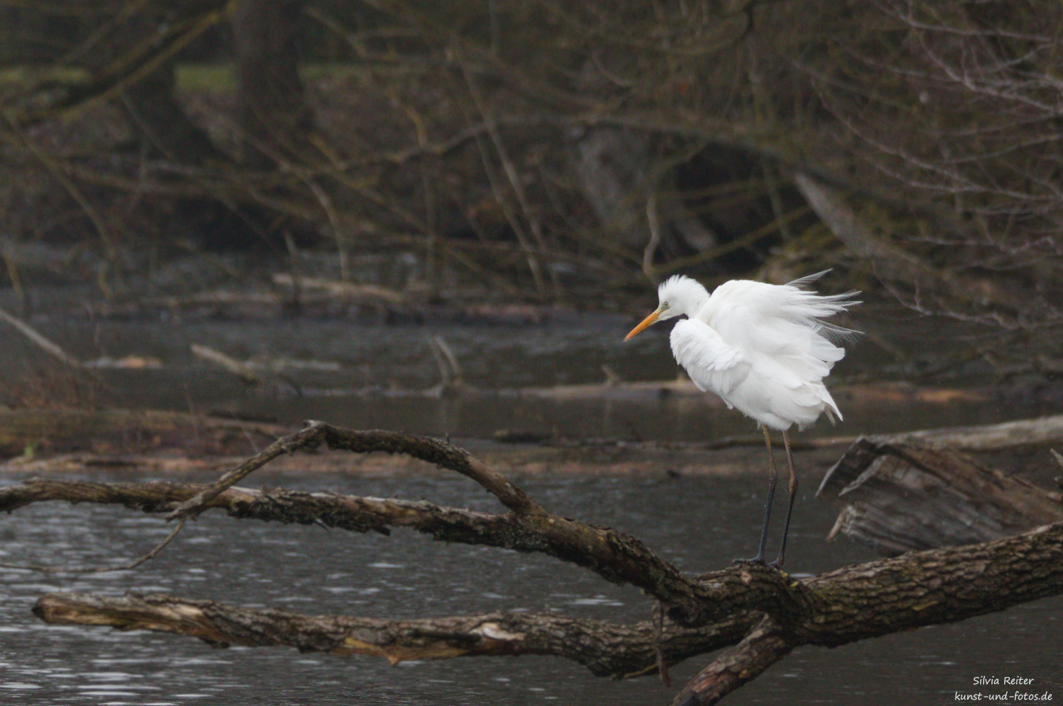 Silberreiher 12.2025